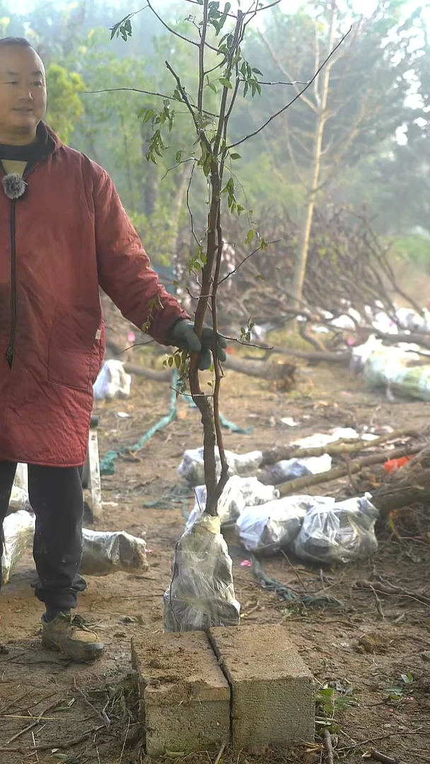 完全开放枣树310