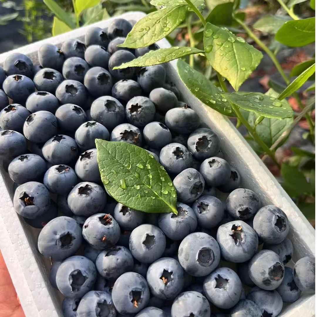 云南新鲜高素质花香蓝莓 基地直发 9分甜1分花香