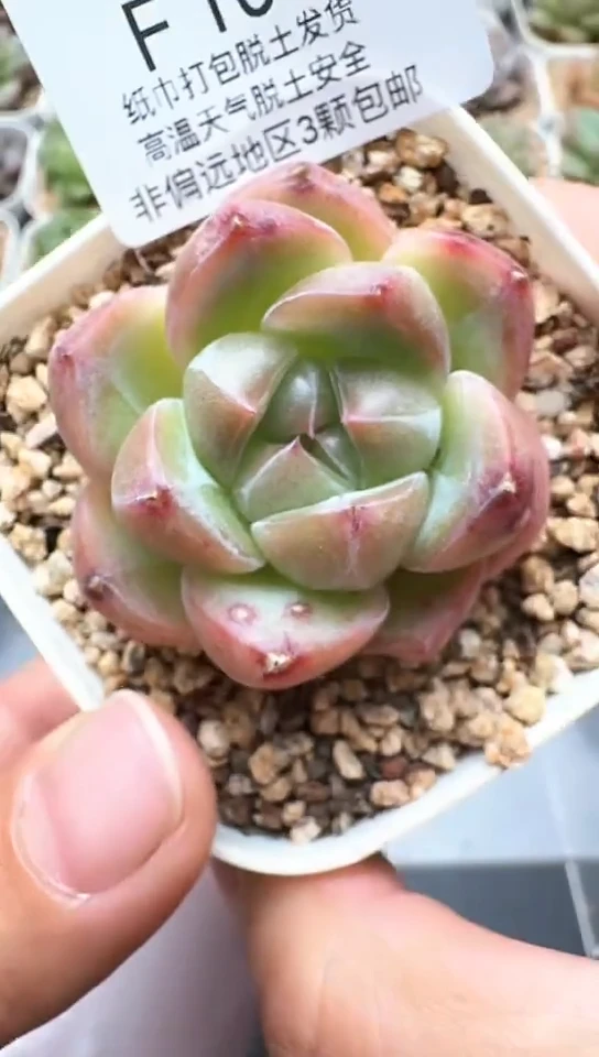 104F云禹多肉植物 默认脱土纸巾打包 3颗包邮