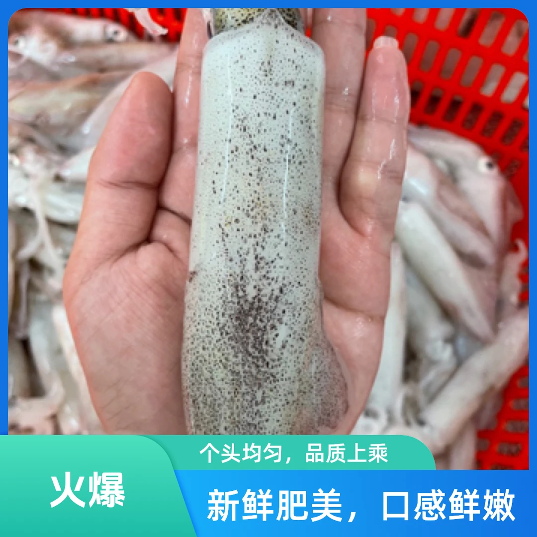 【新鲜鱿鱼】新鲜海捕鱿鱼，现拍现秤
