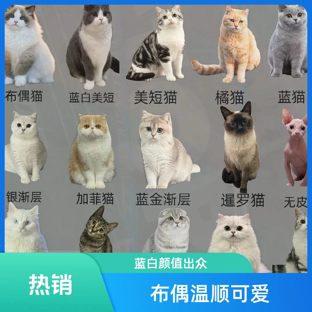 全品种猫全系列一对一挑【不满意全额退】