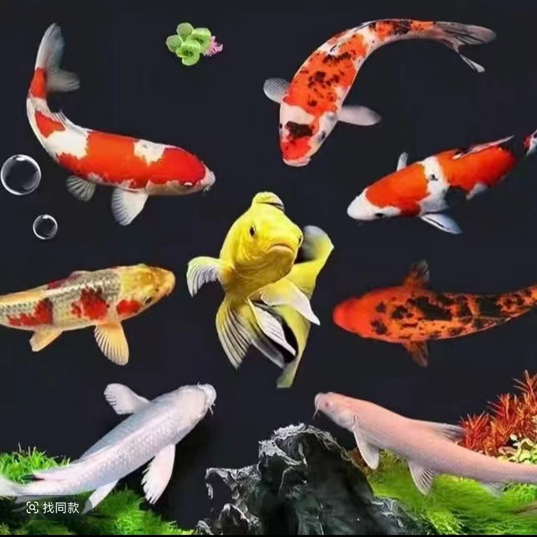 五个颜色14-16CM好养耐活锦鲤观赏鱼