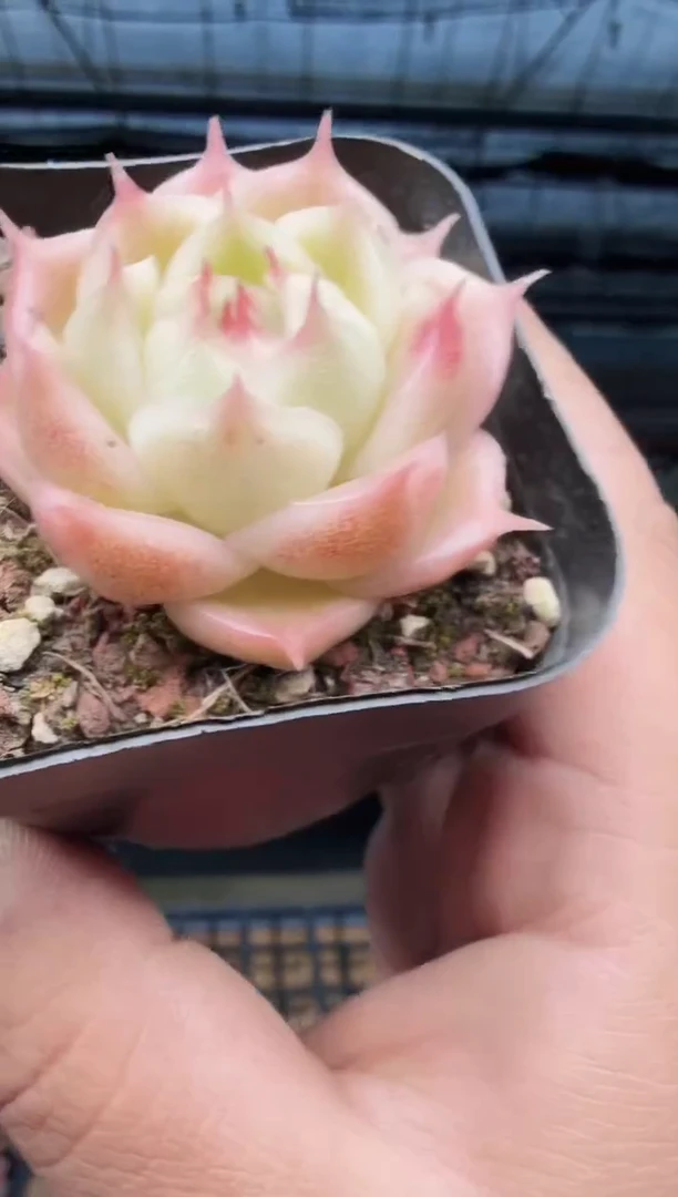 东云多肉园新款-532