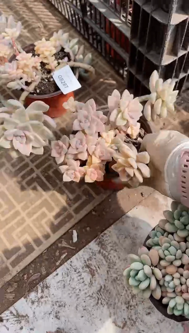 【闪购商品】09284