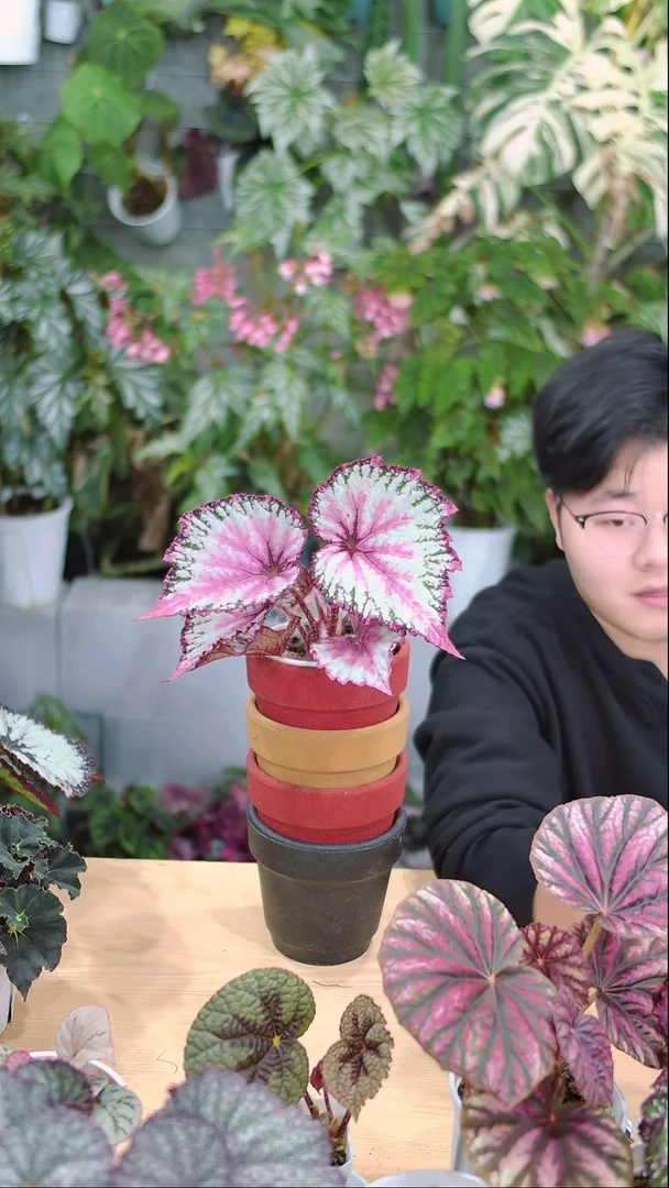 完全开放二月秋海棠（微瑕）