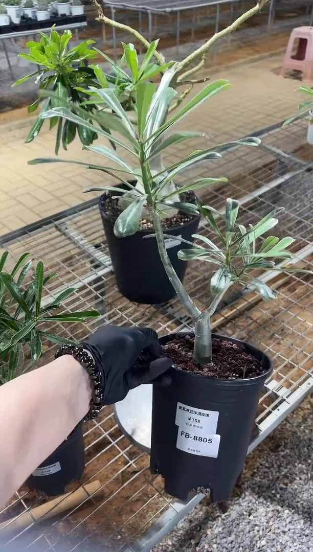 史瓦济兰沙漠玫瑰FB-8805