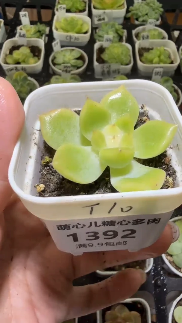 1392  T10多肉植物