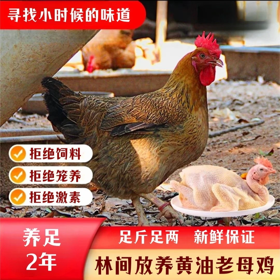 【大葱家】农家放养老母鸡 发4只净重共8-9斤 杀好带内脏