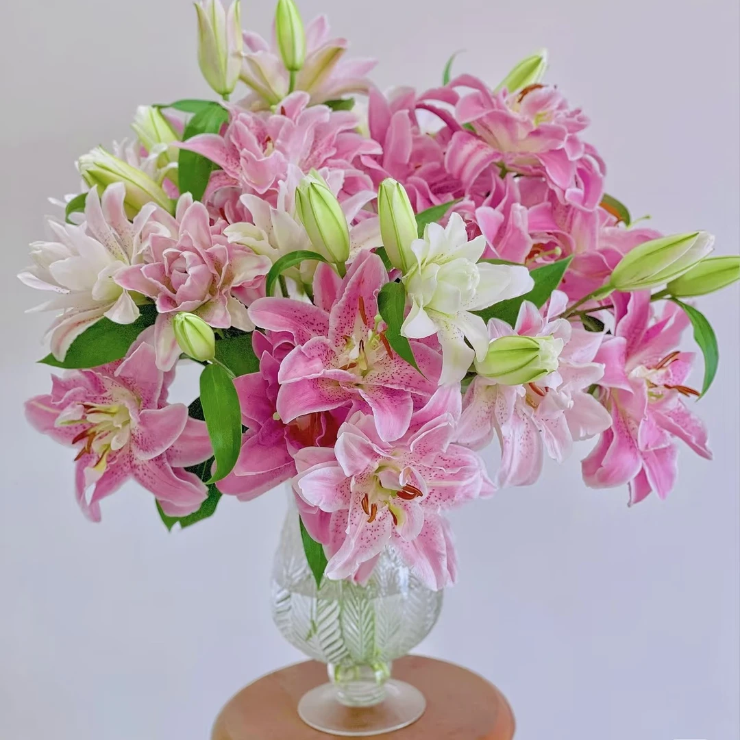 【粉拉菲】浓香茶香重瓣百合花高级鲜花年宵花云南A级品 顺丰空运