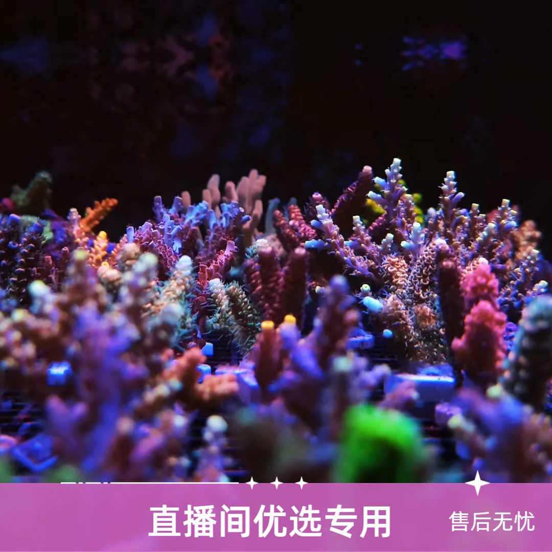 精美优选硬骨珊瑚（已检疫养定）