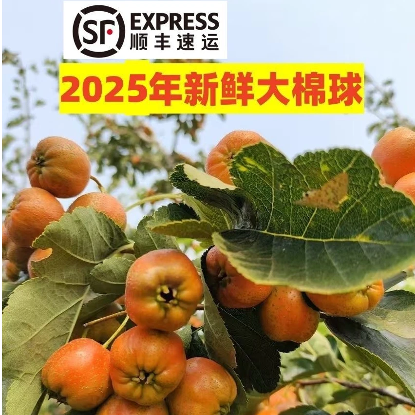 【顺丰】沂蒙山新鲜山楂大棉球水果现摘现发糖葫芦原料商用大框装