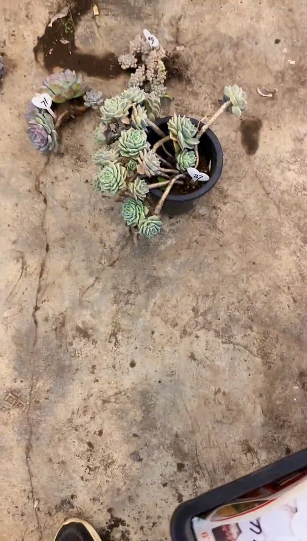 小**…           87号可爱玫瑰￥26