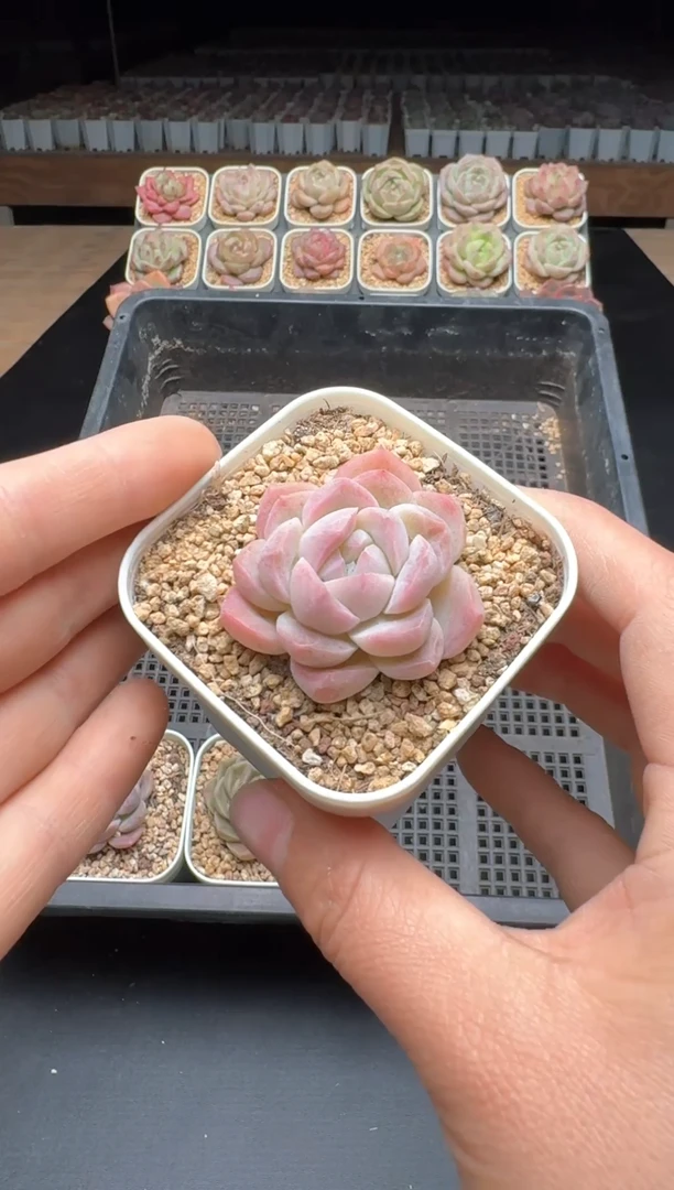 【闪购商品】728号一物一拍珍妮多肉花卉植物3颗起发