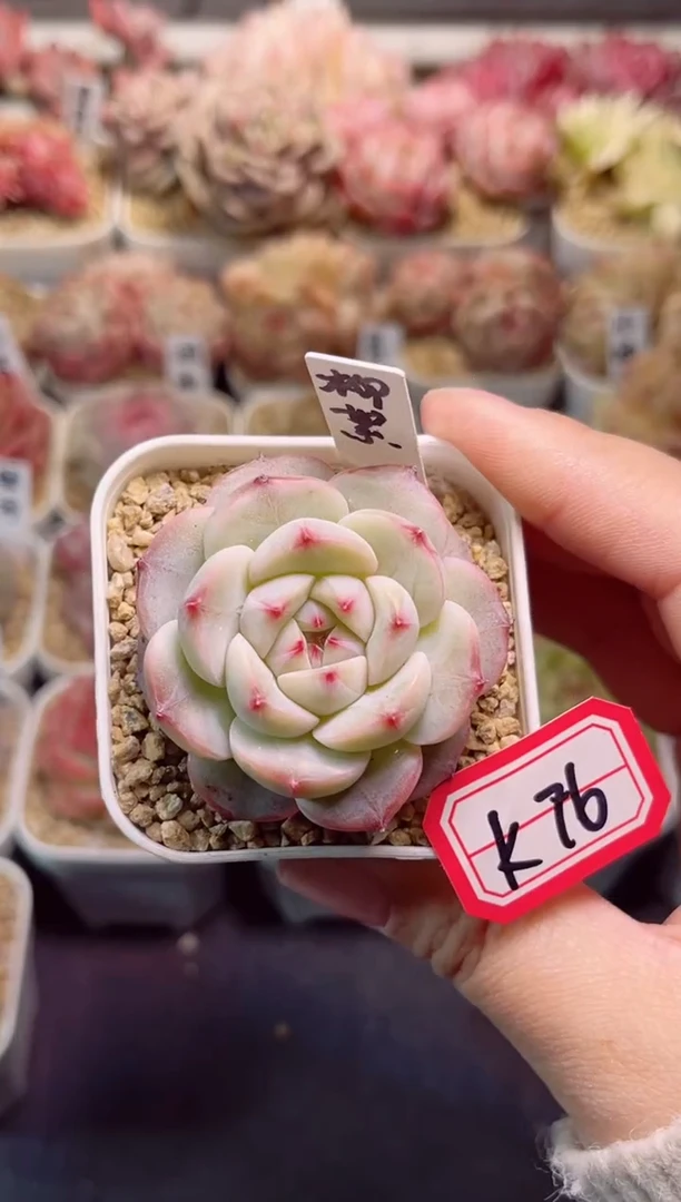 【闪购商品】K76柳絮一物一拍