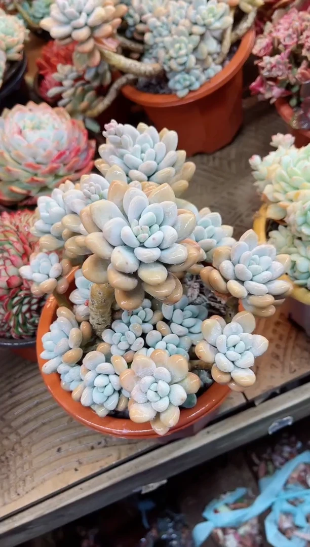 【闪购商品】04090