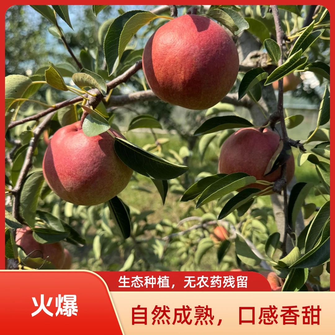酥脆多汁新鲜现摘早酥红梨产地直发孕妇水果当季新鲜梨