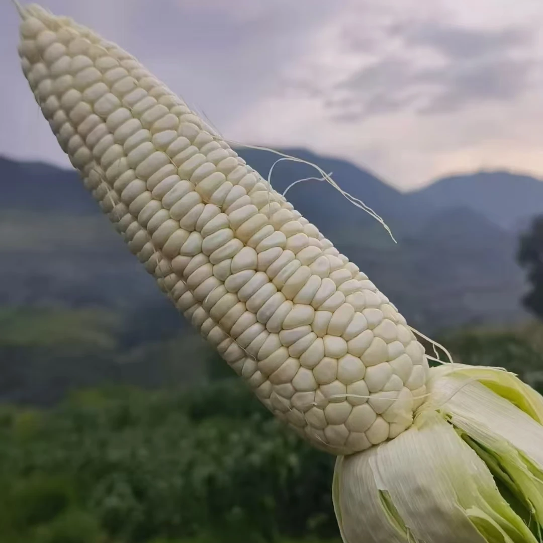 【武隆木根村928鲜玉米】一千六百米往上山顶 尖货 软糯香甜