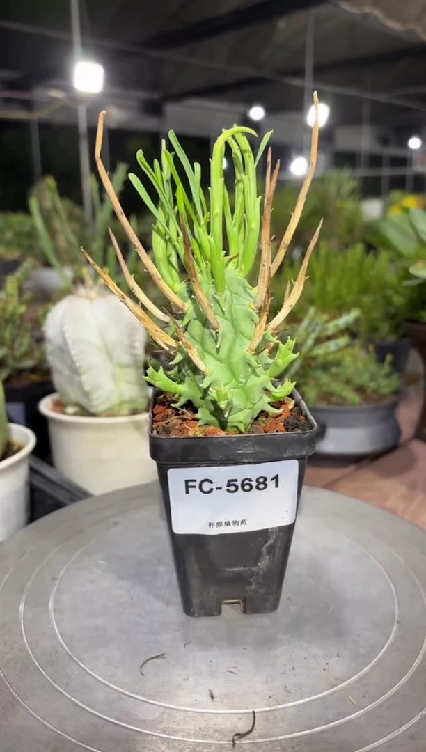 斗牛角大戟FC-5681