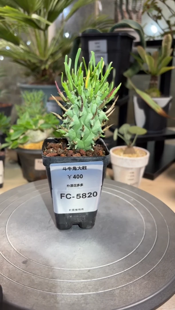 斗牛角大戟FC-5820