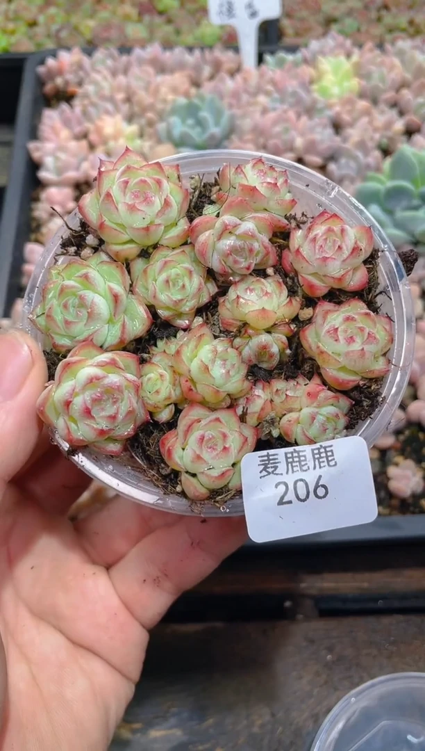 206胭脂女王      量拍