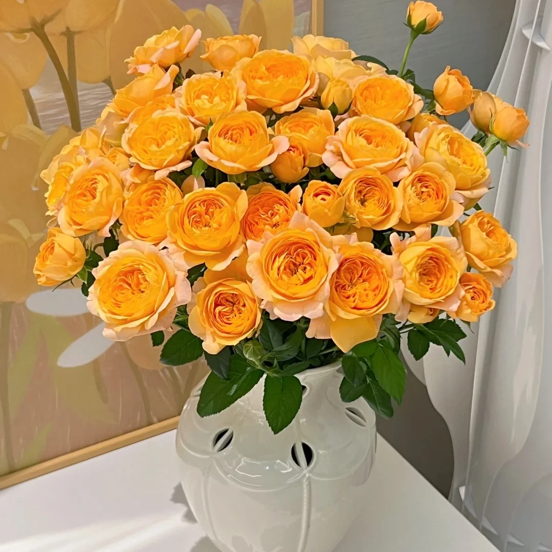 【果汁阳台】10枝多头玫瑰  全场任意满两单及以上顺丰包邮包邮 明天送到家