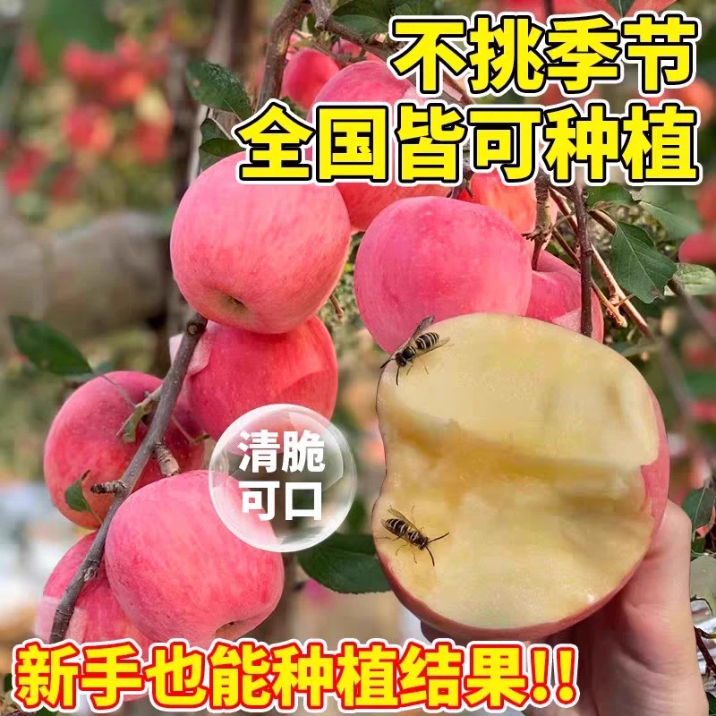 【带果发货】5年苗新鲜脆甜红富士苹果苗盆栽地栽南北方均可种植
