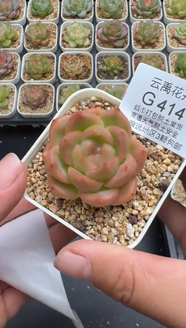 414G云禹多肉植物 脱土纸巾打包 3颗包邮