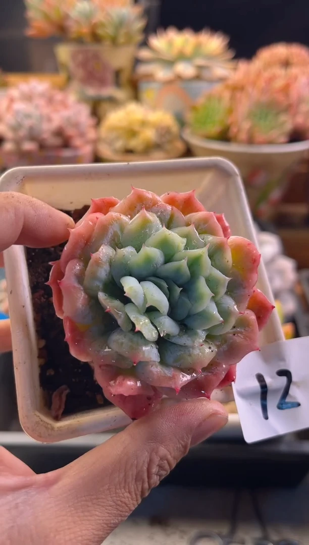 11.2-12泡泡纱裙111111111111