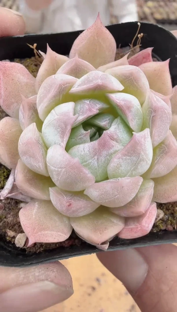 东云多肉园新款-140