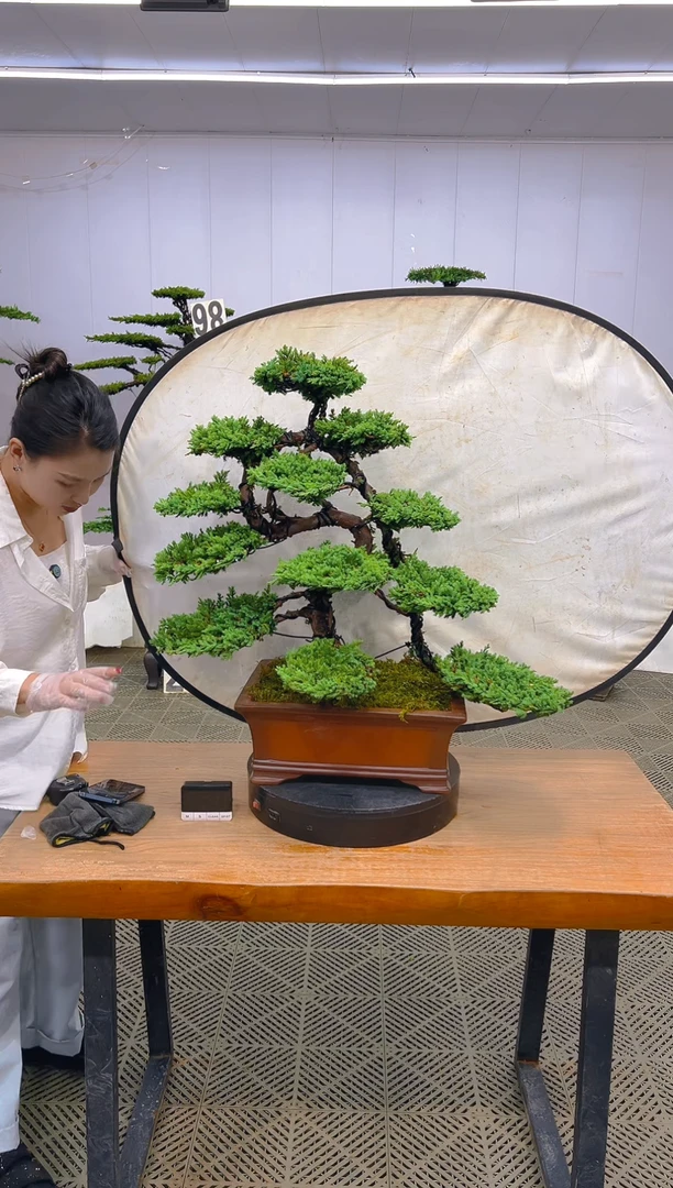 无花朵珍珠白盆景...