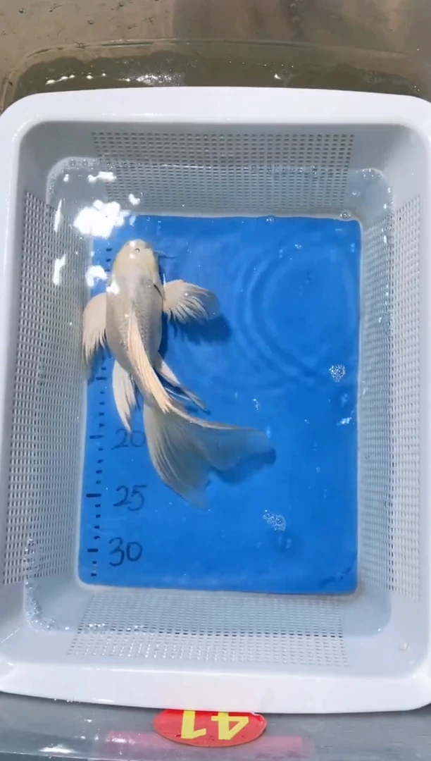 锦鲤锦鲤蝴蝶鲤鱼拍开箱视频包售后 微瑕