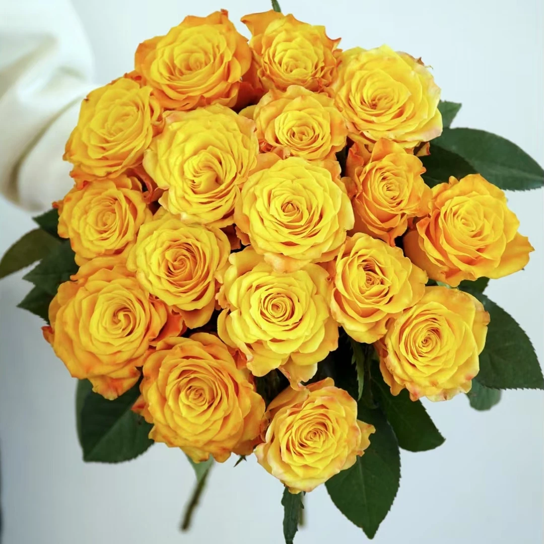 【秦小胖】金色海岸单头玫瑰（注意：特殊花材，收到带包装醒花)