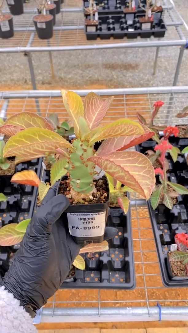 【闪购商品】华艳大戟FA-8999