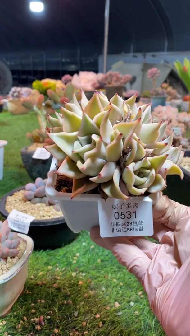 【闪购商品】0531a