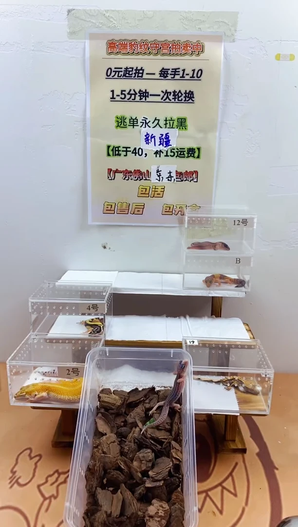 豹纹守宫豹纹守宫幼苗亚成体成体肥尾
