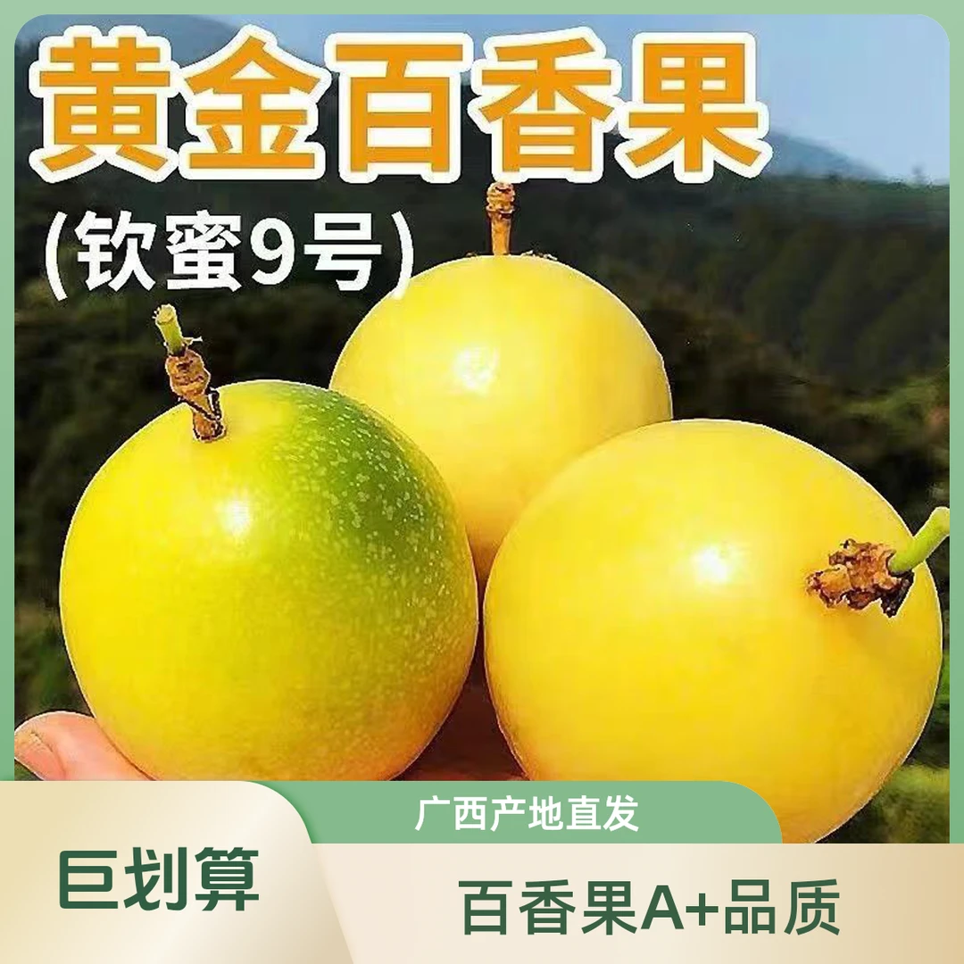 正宗广西A+钦蜜9号百香果现摘现发在产地直发8-9分甜1-2酸A2