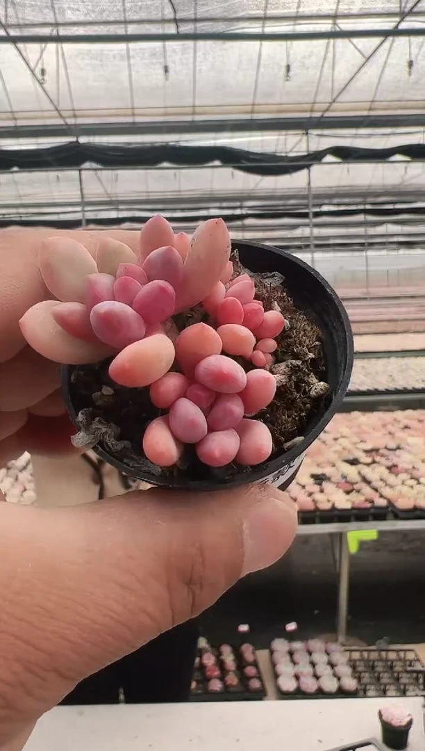 【闪购商品】新款多肉-63