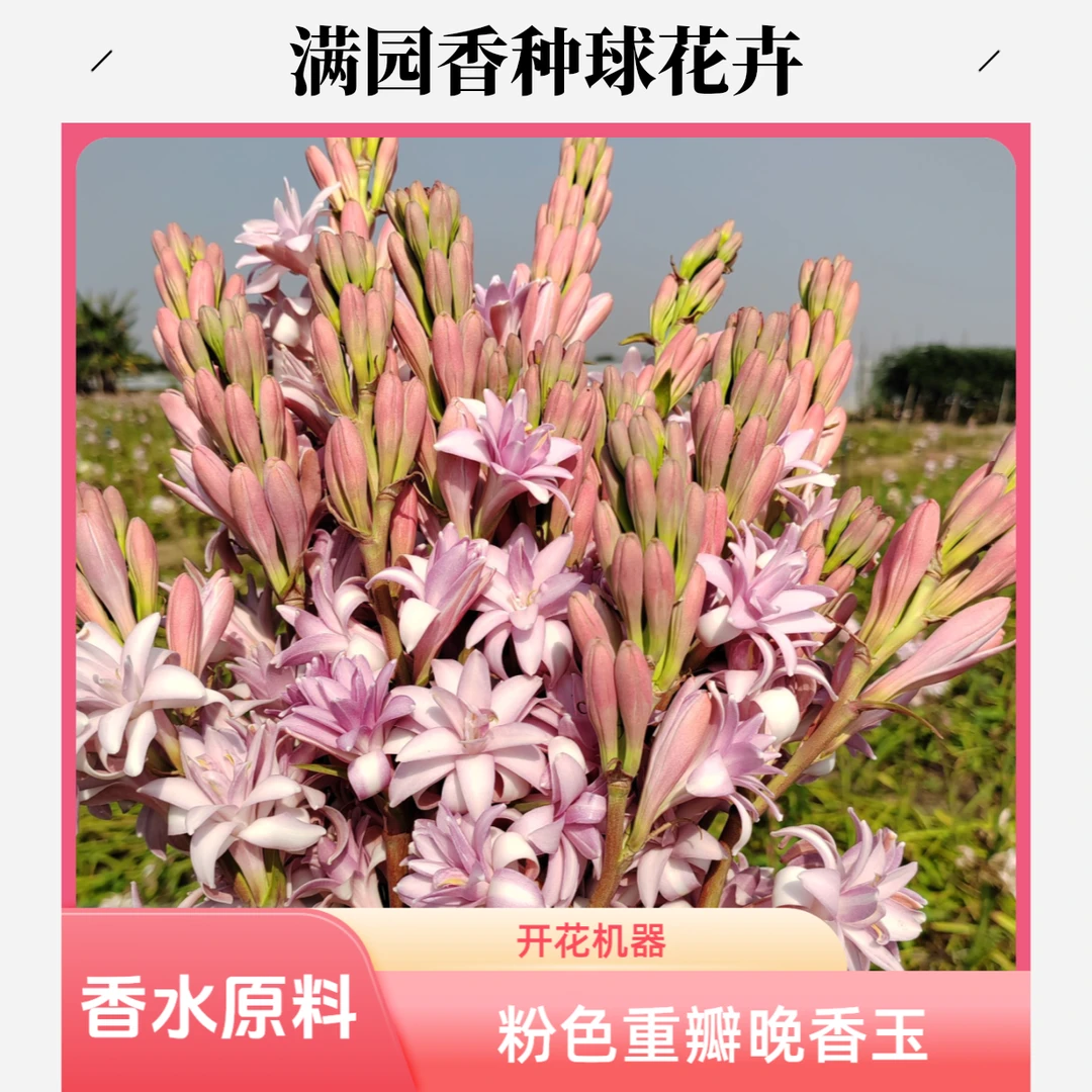 【15-25大号粉色重瓣】晚香玉种球花卉盆栽阳台庭院