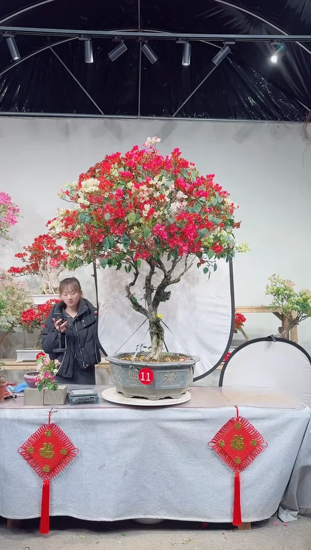 【闪购商品】盆景吉祥三宝