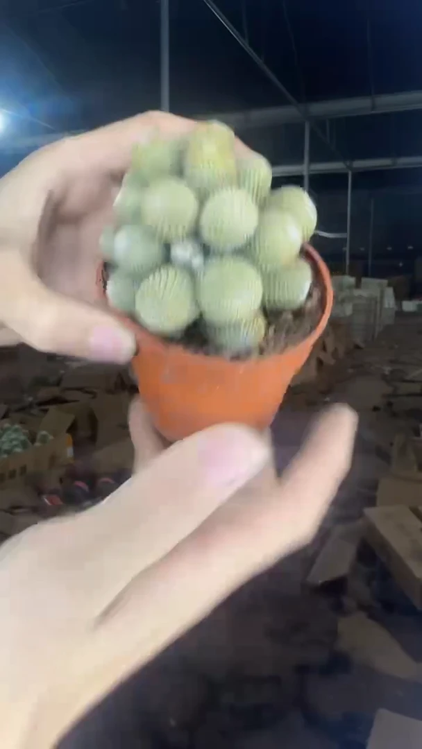 橙宝山 群生【带根】