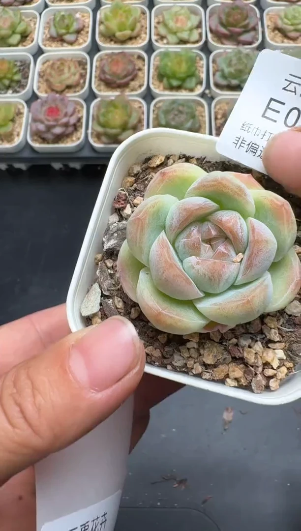 583E云禹多肉植物 带盆土纸巾打包 3颗包邮