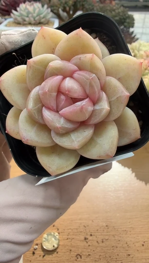 东云多肉园二店-88