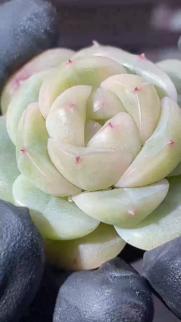 38-18 芝士小牛3-4厘米量拍发一颗