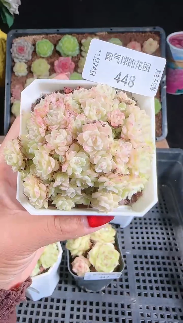 1124-448群生不包整