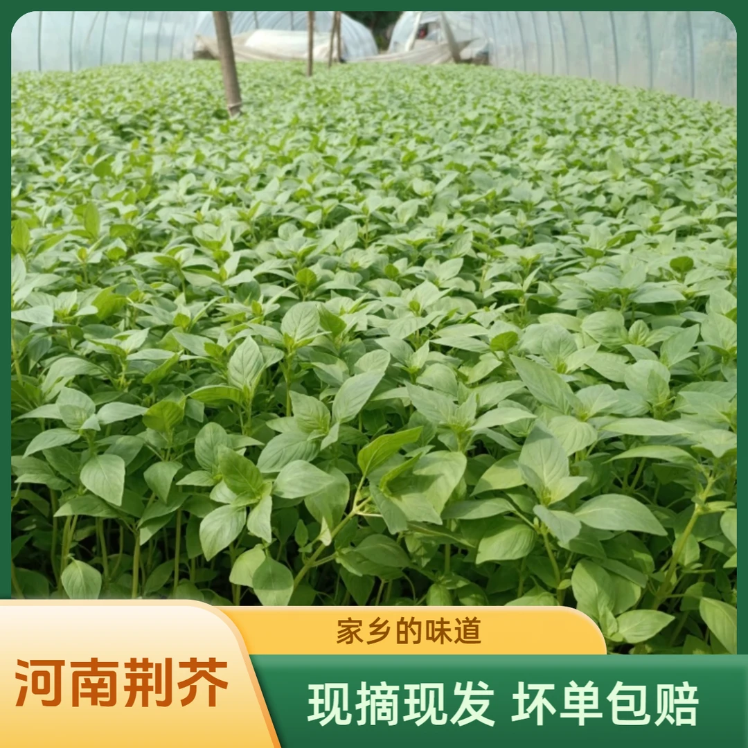 河南大叶荆芥新鲜蔬菜现摘现发