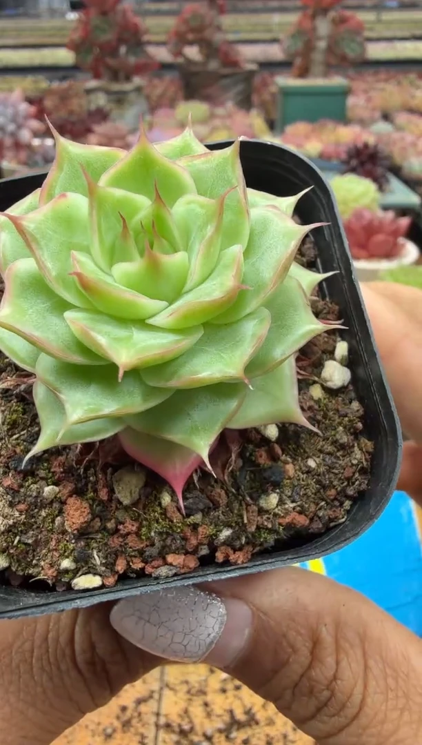 东云多肉园二店-351