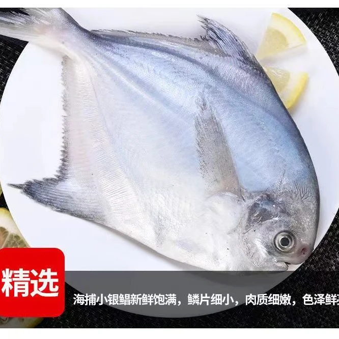 4-5头银鲳鱼 液氮锁鲜深海银鲳鱼