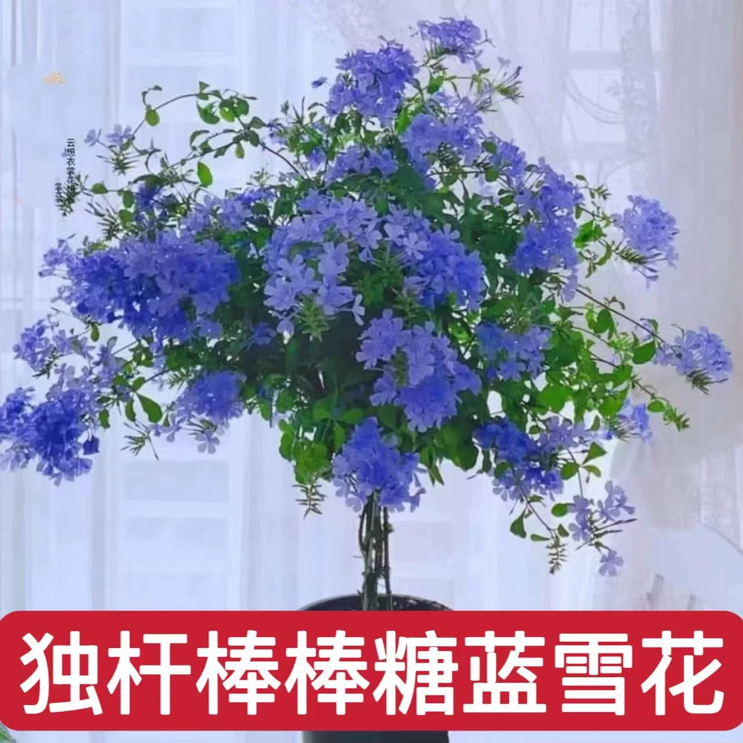 【蓝雪花 棒棒糖】四季开花地栽盆栽木本多年生庭院花园