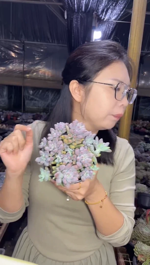 小号星黛露   4