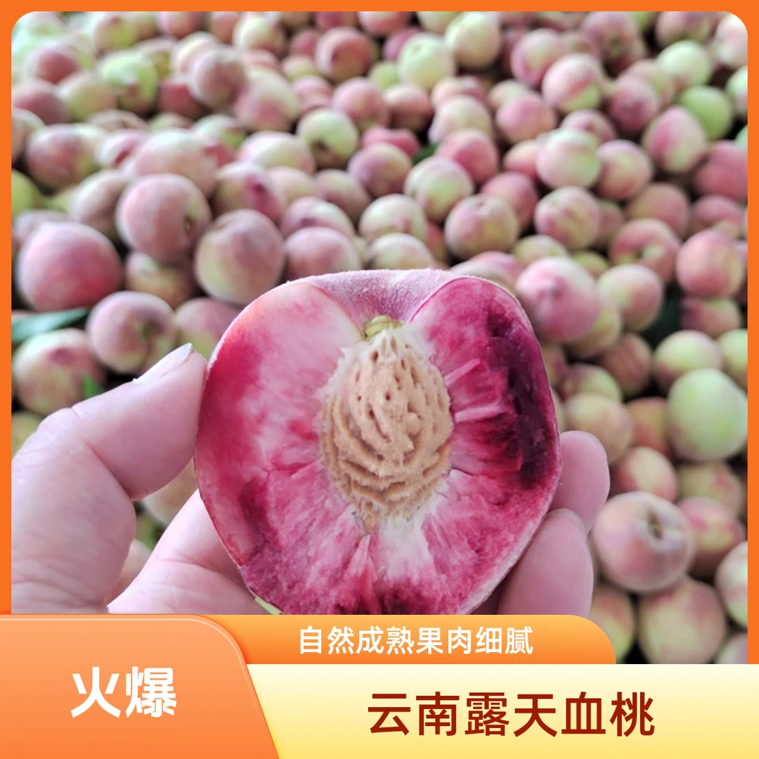 【脆软两吃】云南露天新鲜血桃云南露天血桃新鲜现摘鲜甜多汁水果